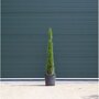 Italiaanse cipres 100-125 cm
